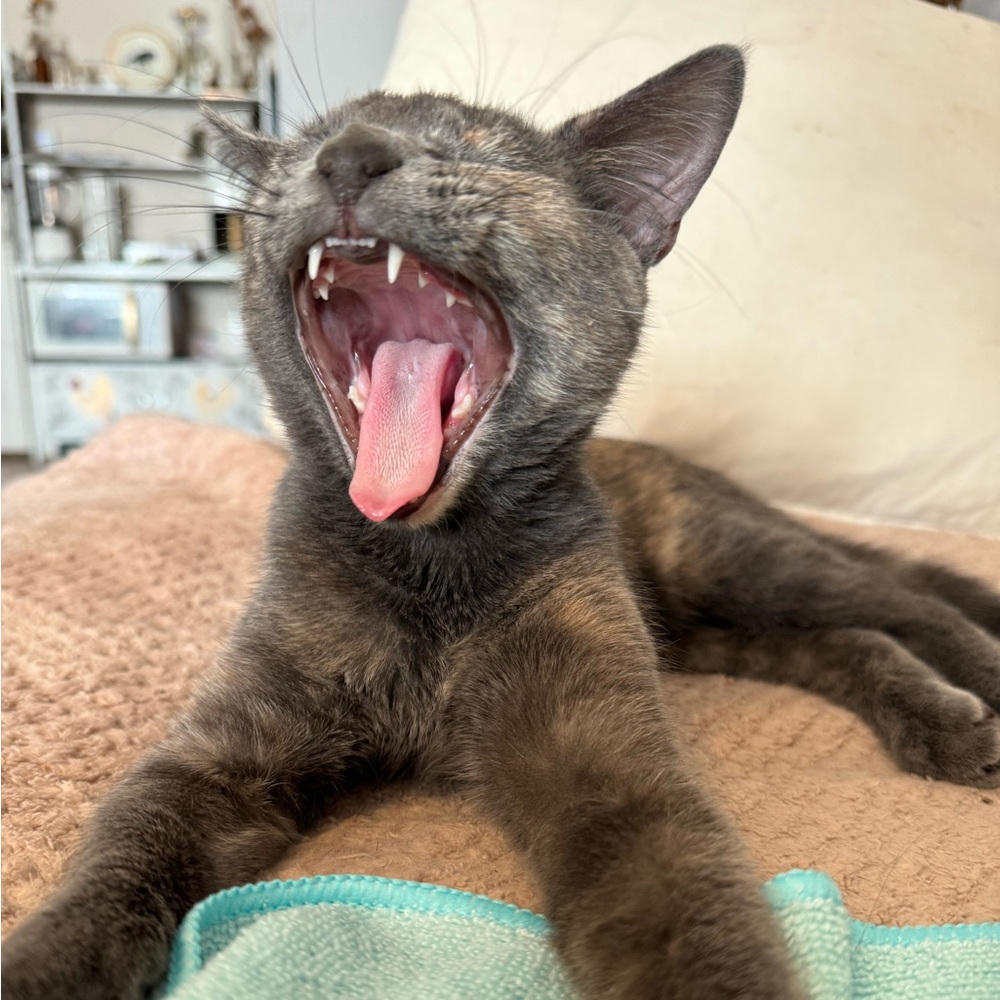 Meet your Posher, Reeva - Picture 5 of 7